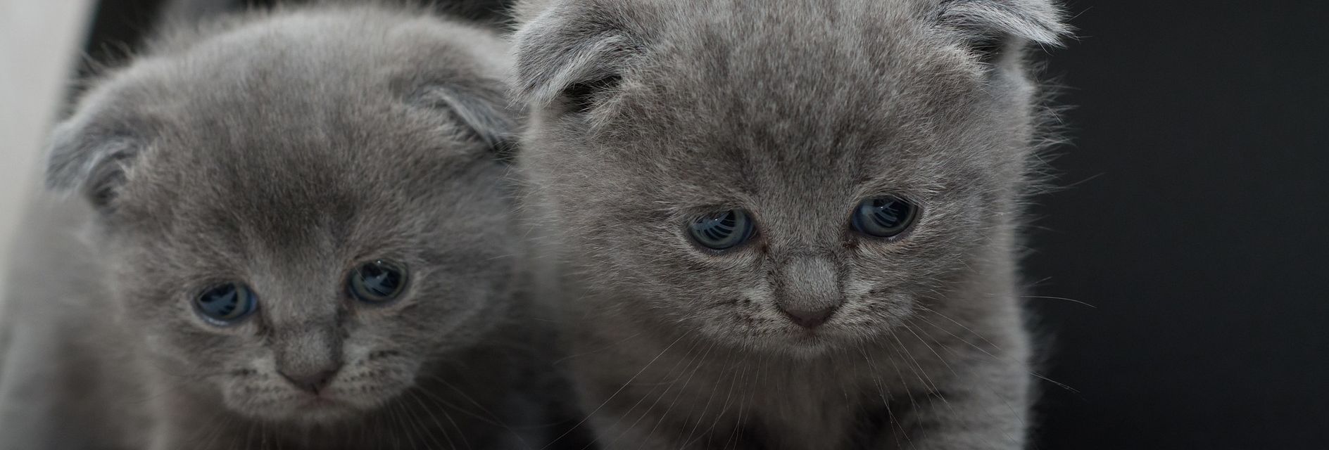 Pension pour chats et lapins à Grand-Bigard – L'Arche de Laura
