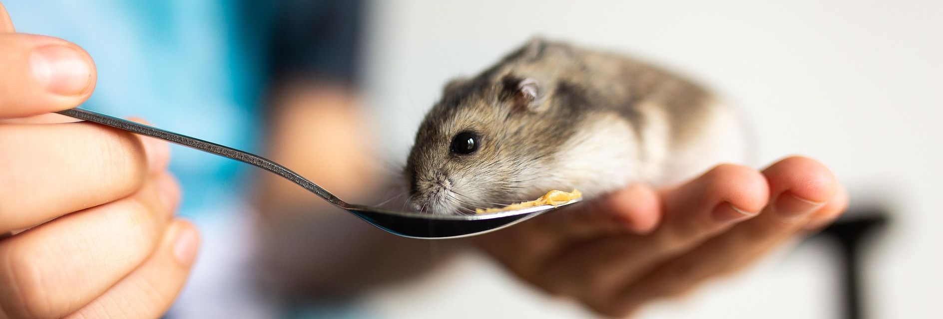 Enclos thématiques pension animaux Grand-Bigard – L'Arche de Laura