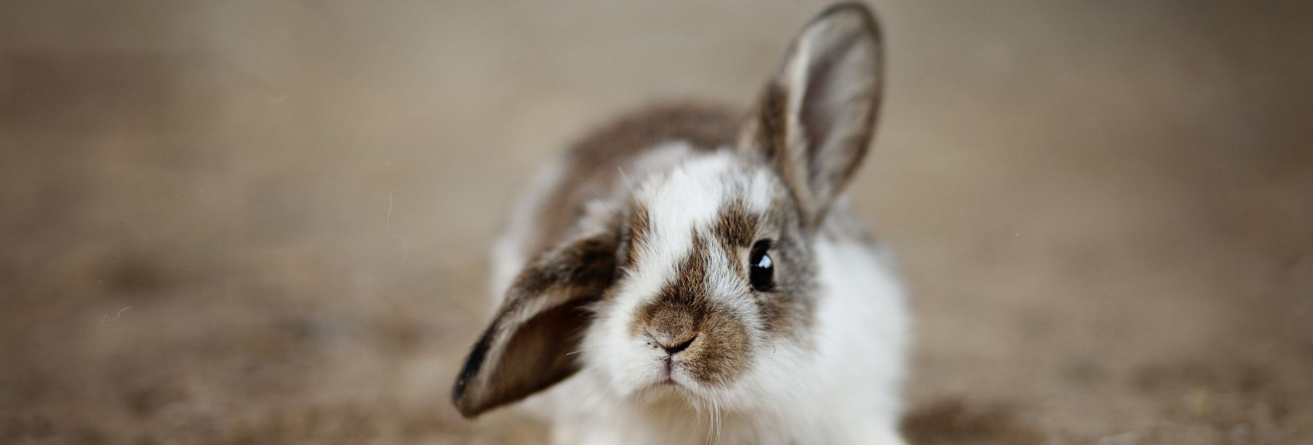 Garde animaux à domicile Bruxelles Dilbeek – L'Arche de Laura